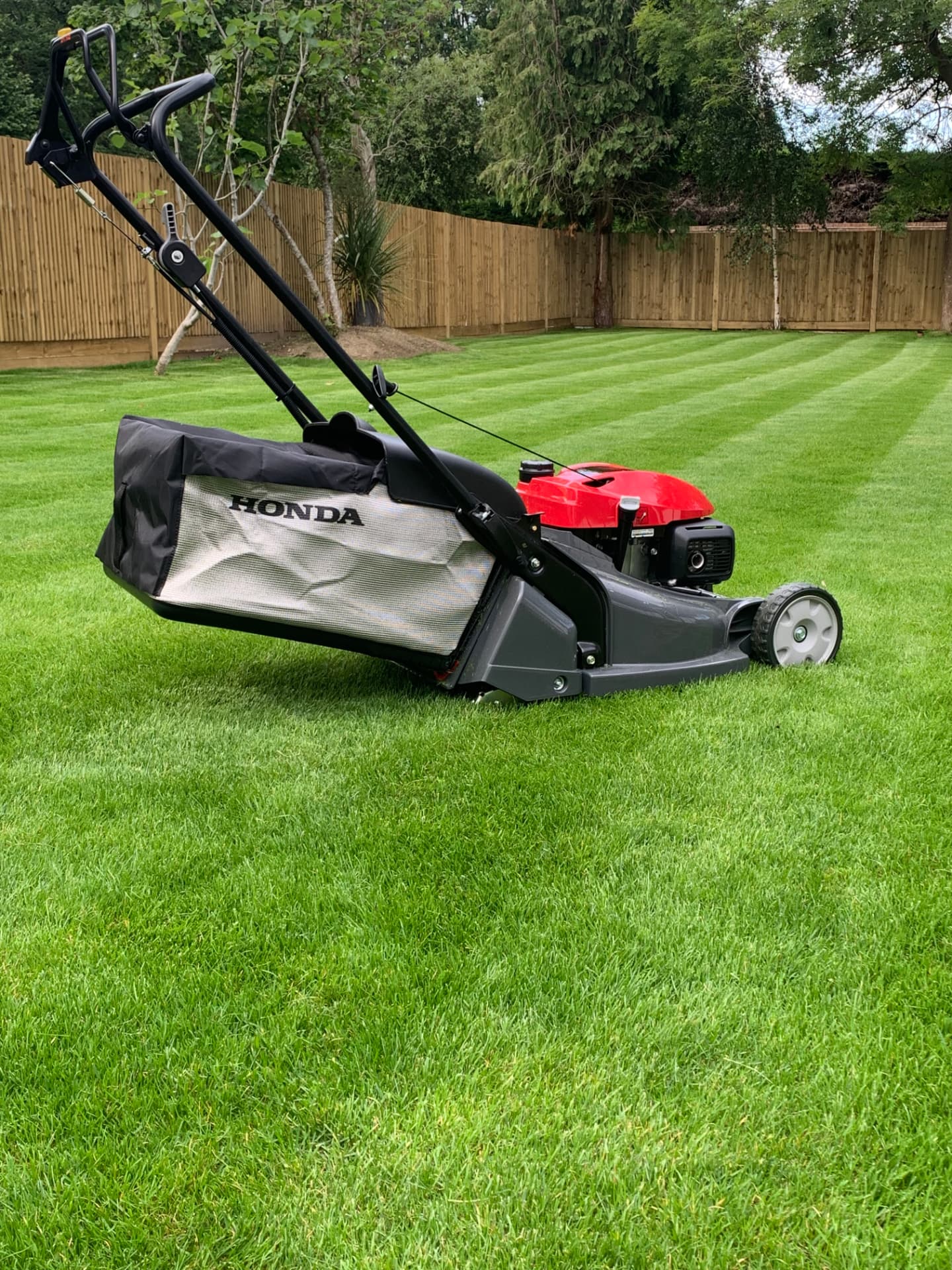A striped mown lawn with a walk-behind mower, in front of a wooden boundary fence and tall trees